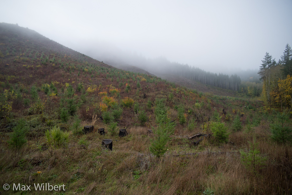 Logging in the Suislaw Watershed