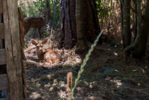 Two fawns at the direct action training.