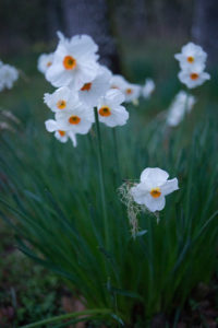 Willamette Valley flowers - photo c Max Wilbert